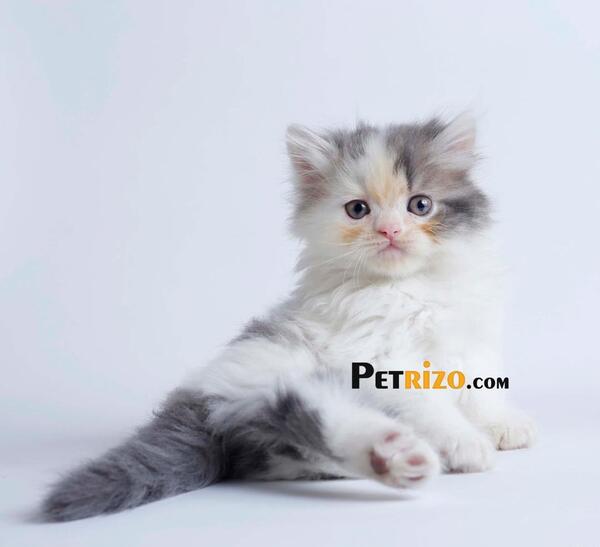 عکس گربه نژاد رگدال