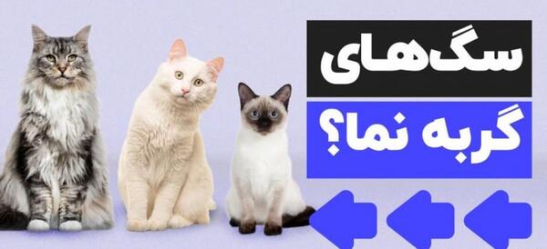 عکس گربه ی رگدال