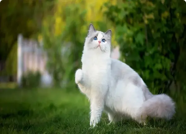 عکس گربه ی رگدال
