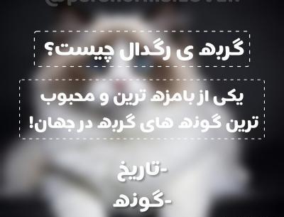 عکس گربه ی رگدال