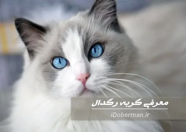 عکس گربه های رگدال