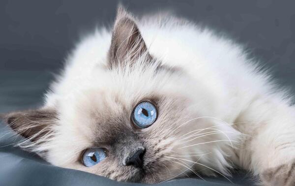 عکس گربه های رگدال
