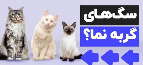 عکس گربه های رگدال