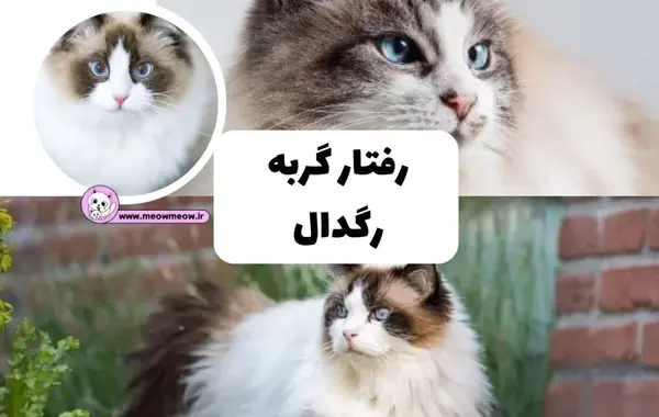 عکس گربه های رگدال