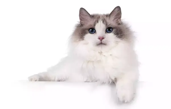 عکس گربه های رگدال