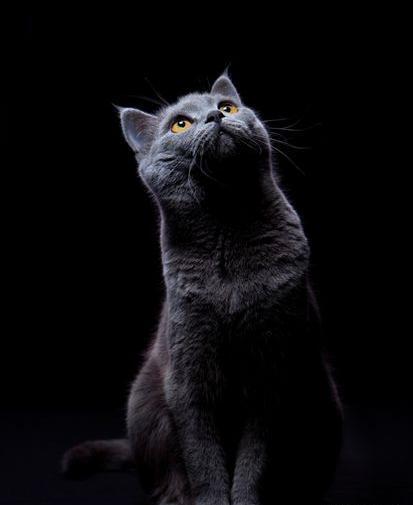 عکس گربه به رنگ سیاه