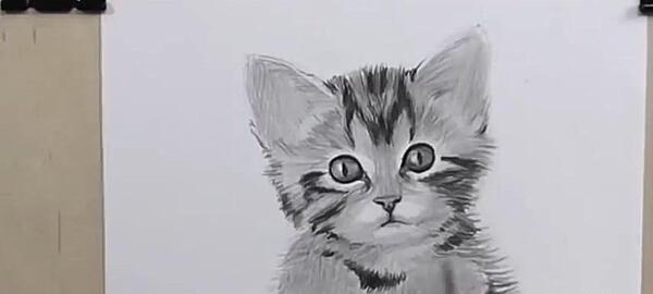 عکس گربه سیاه برای رنگ آمیزی