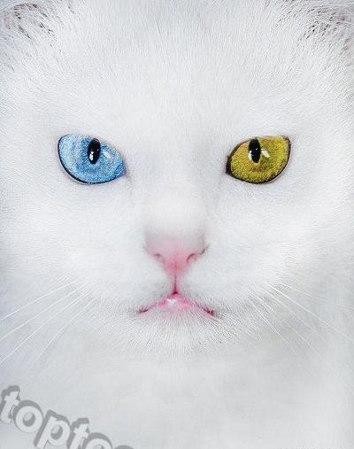 عکس گربه زیباترین