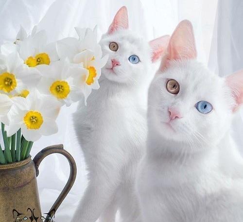 عکس گربه زیباترین