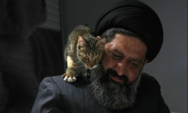 عکس گربه زخمی شده
