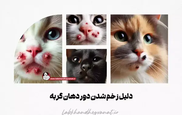 عکس گربه زخمی شده