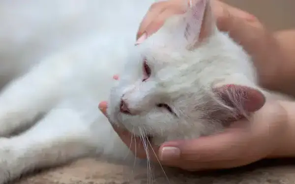 عکس گربه زخمی شده