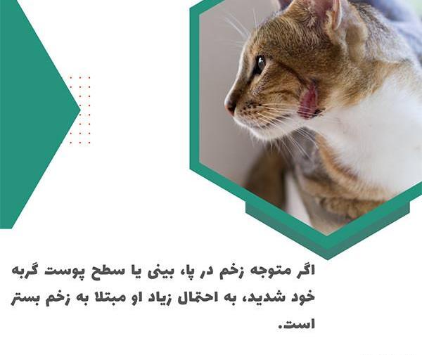 عکس گربه زخمی شده