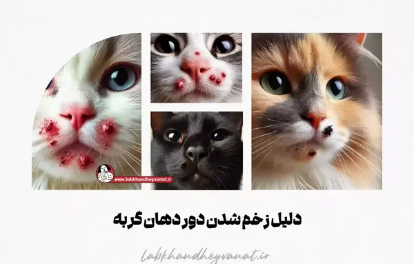عکس گربه های زخمی