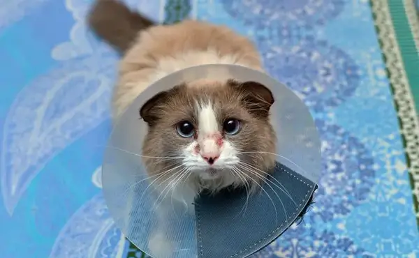 عکس گربه های زخمی