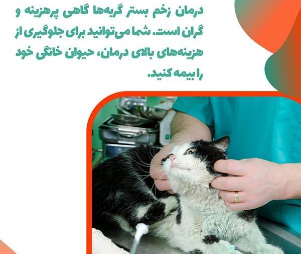عکس گربه های زخمی