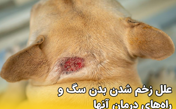 عکس گربه های زخمی