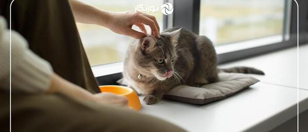 ژست عکس با گربه