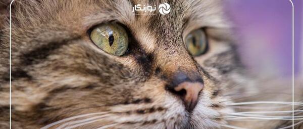ژست عکس با گربه