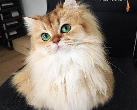 ژست عکس با گربه