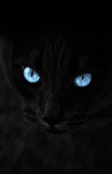 عکس گربه سیاه و سفید برای پروفایل