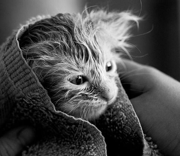 عکس گربه سیاه و سفید برای پروفایل