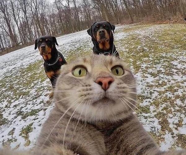 عکس گربه سگ دنیا