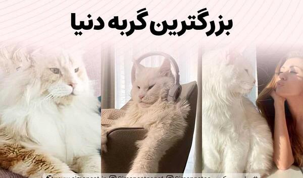 عکس گربه سگ دنیا