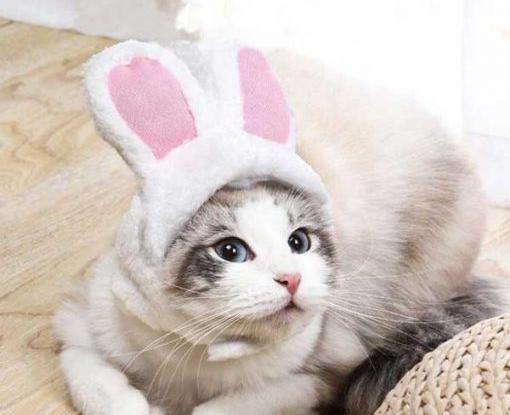 عکس گربه سگ خرگوش