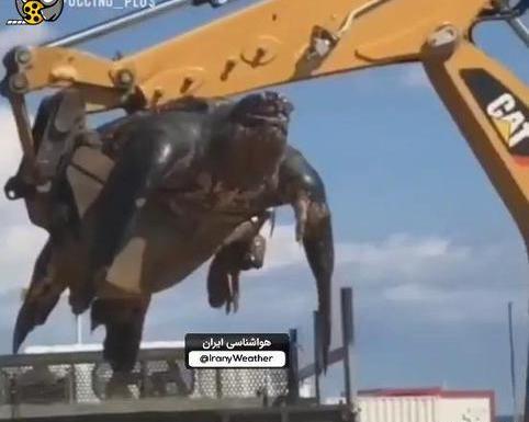 عکس بزرگترین لاک پشت در دنیا