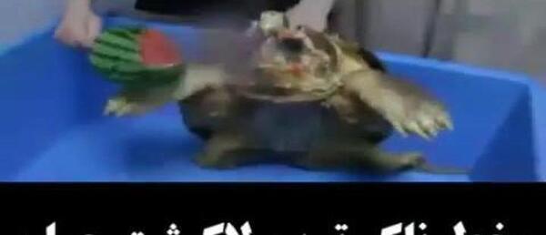 عکس خطرناک ترین لاک پشت جهان