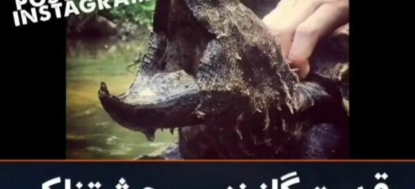 عکس زشت ترین لاک پشت جهان