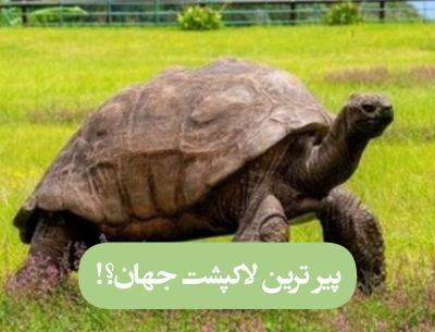عکس زشت ترین لاک پشت جهان