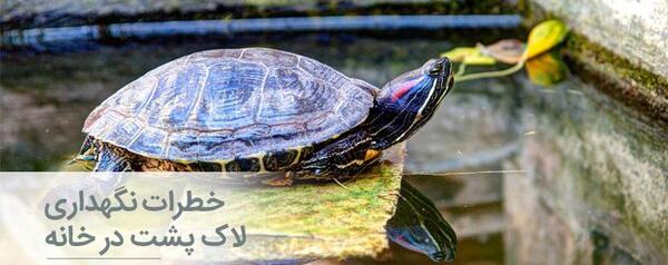 عکس لاک پشت در آکواریوم