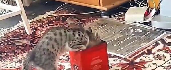 عکس گربه شیطون بلا