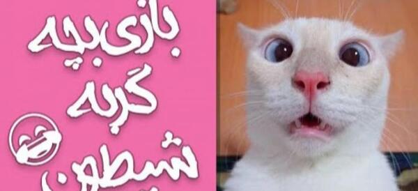 عکس گربه شیطون و بازیگوش