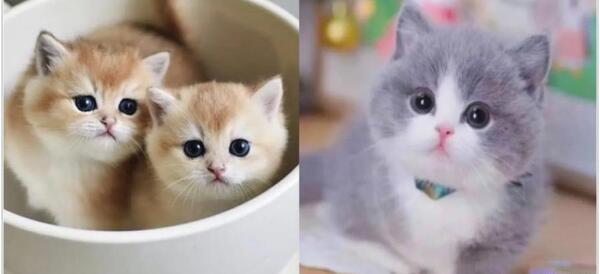 عکس گربه های شیطون