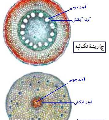 عکس ریشه گیاهان تک لپه ای