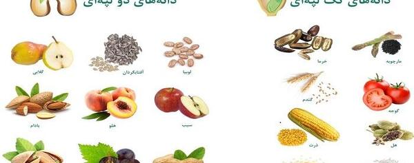 عکس ریشه گیاهان تک لپه ای