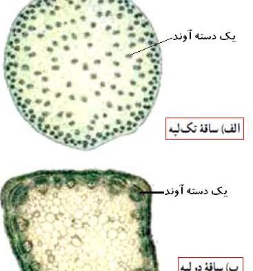 عکس ریشه گیاهان تک لپه ای