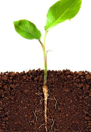 عکس ریشه گیاهان تک لپه ای