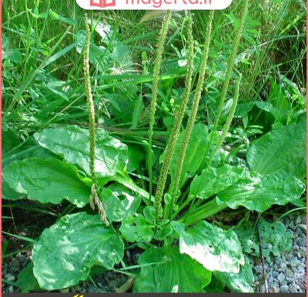 عکس گیاهان دو لپه ای و تک لپه ای