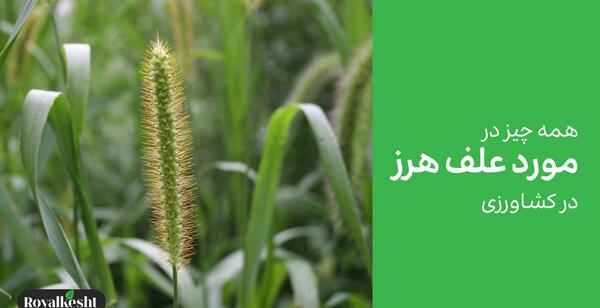 عکس گیاهان دو لپه ای و تک لپه ای
