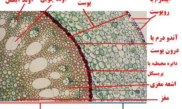 عکس گیاهان دو لپه ای و تک لپه ای