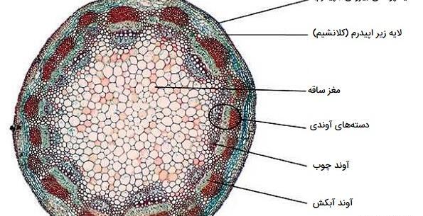 عکس ریشه تک لپه و دولپه