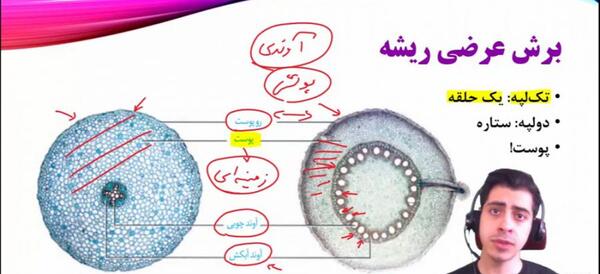 عکس ریشه تک لپه و دولپه