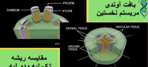 عکس ریشه تک لپه و دولپه