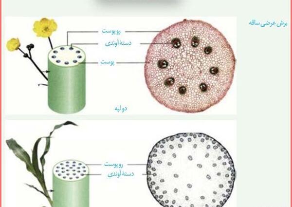 عکس گیاهان تک لپه ای و دولپه ای کلاس سوم