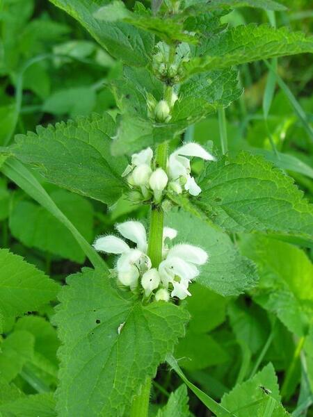 عکس گیاهان تک لپه ای و دولپه ای کلاس سوم