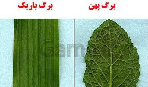 عکس گیاهان تک لپه ای و دولپه ای کلاس سوم